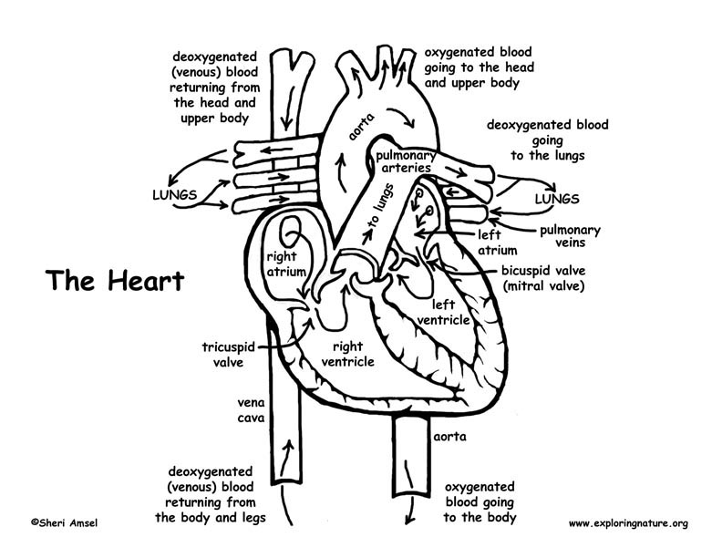 792x612 Coloring Pages Of The Heart Heart Anatomy And Blood Flow Advanced