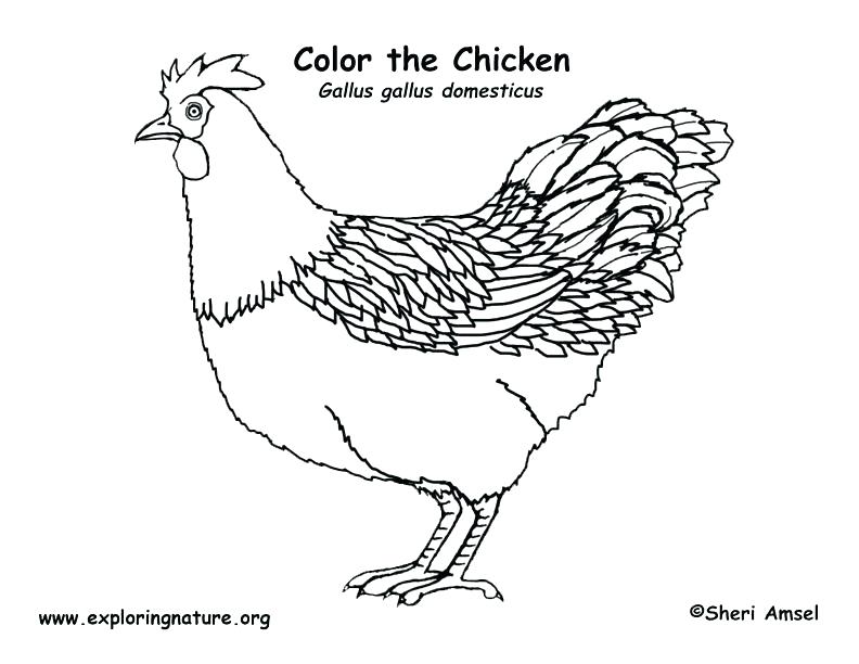 792x612 Little Red Also Hen Sequencing Sheets On Free Printable Little Red