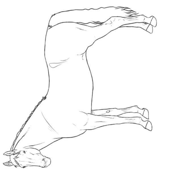 595x611 Kids N Coloring Pages Of Horse Breeds