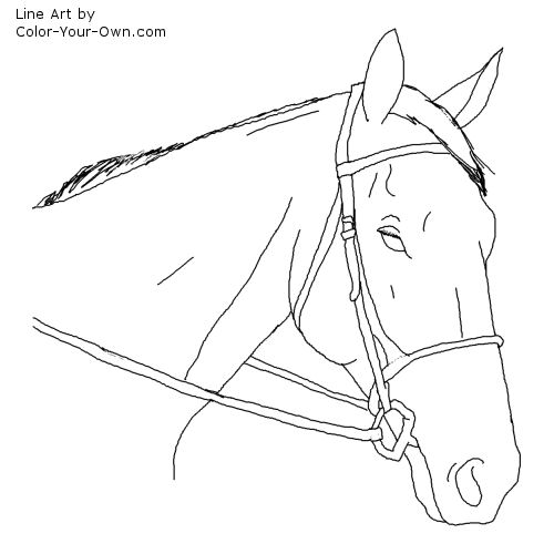 500x500 Thoroughbred Hunter Headstudy Coloring Page