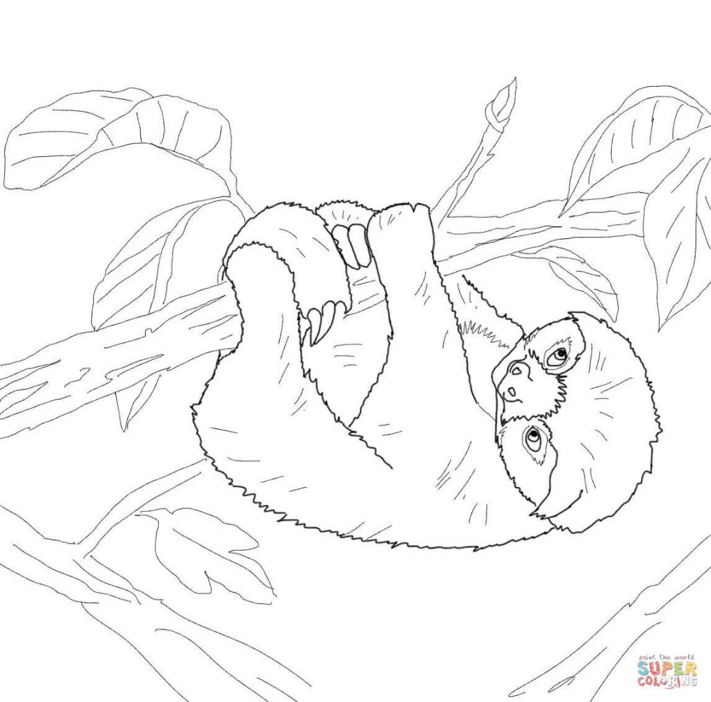 1024x1011 Baby Sloth Coloring Page And Bird For Kids Pages Unique General