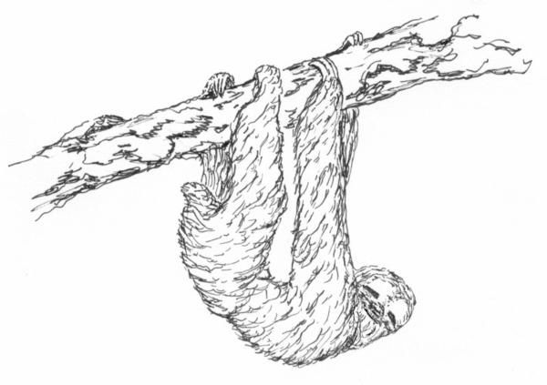 600x423 Sloth Coloring Pages Figure The Three Toed Sloth