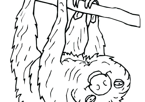 600x425 Two Toed Sloth Coloring Page