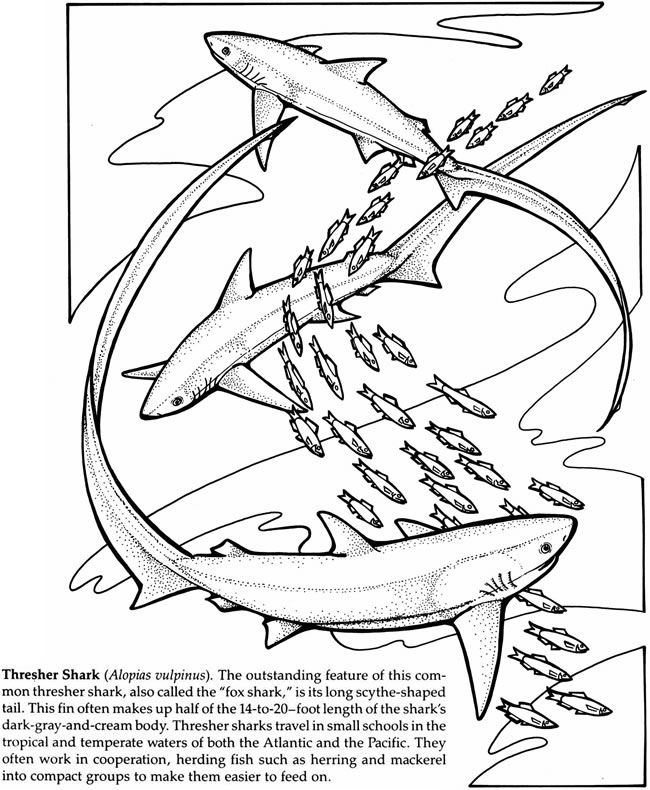 Thresher Shark Coloring Page