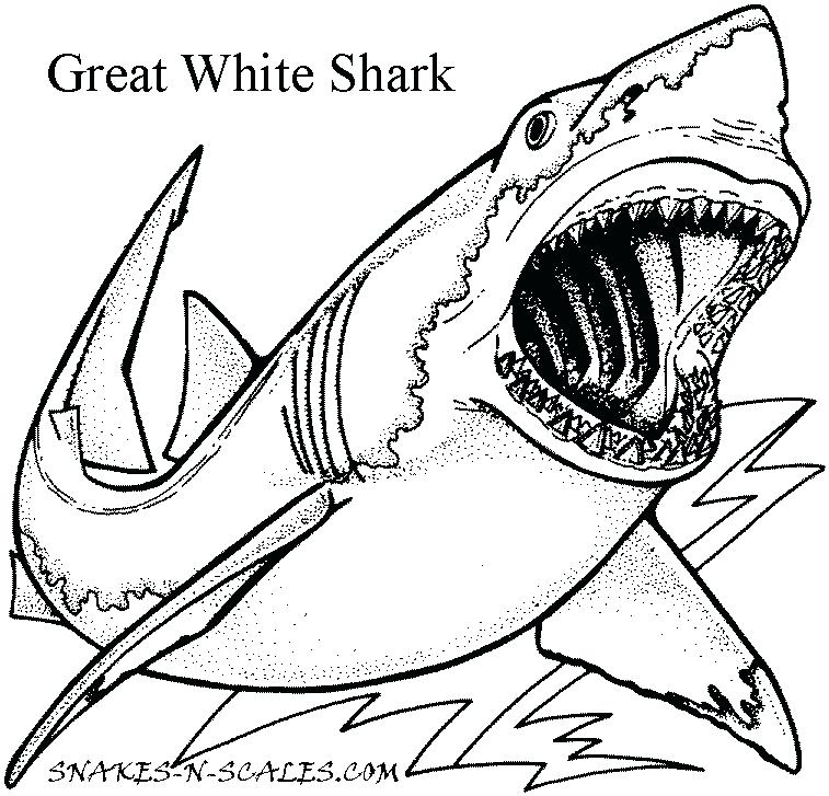 757x727 Great White Shark Coloring Page Snakes N Scales Great White Shark