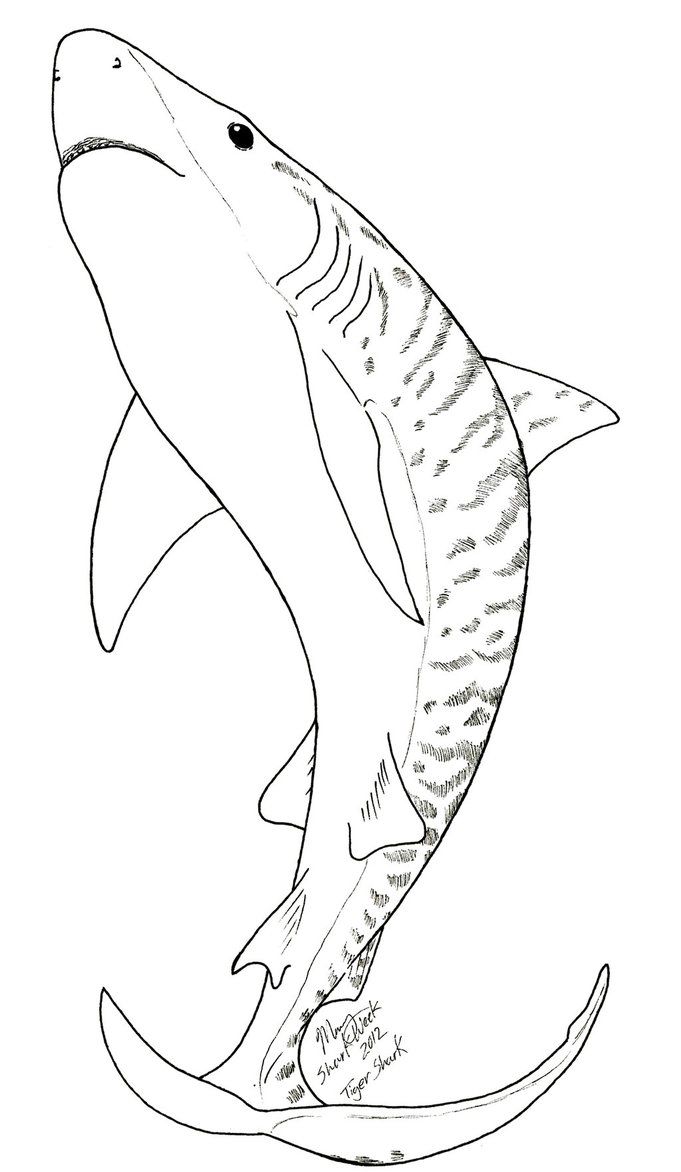 681x1172 Tiger Shark Coloring Page Coloring Pages Shark