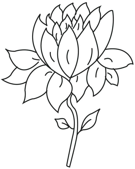 551x687 Lotus Outline Coloring Page Free Printable Coloring Pages Clip