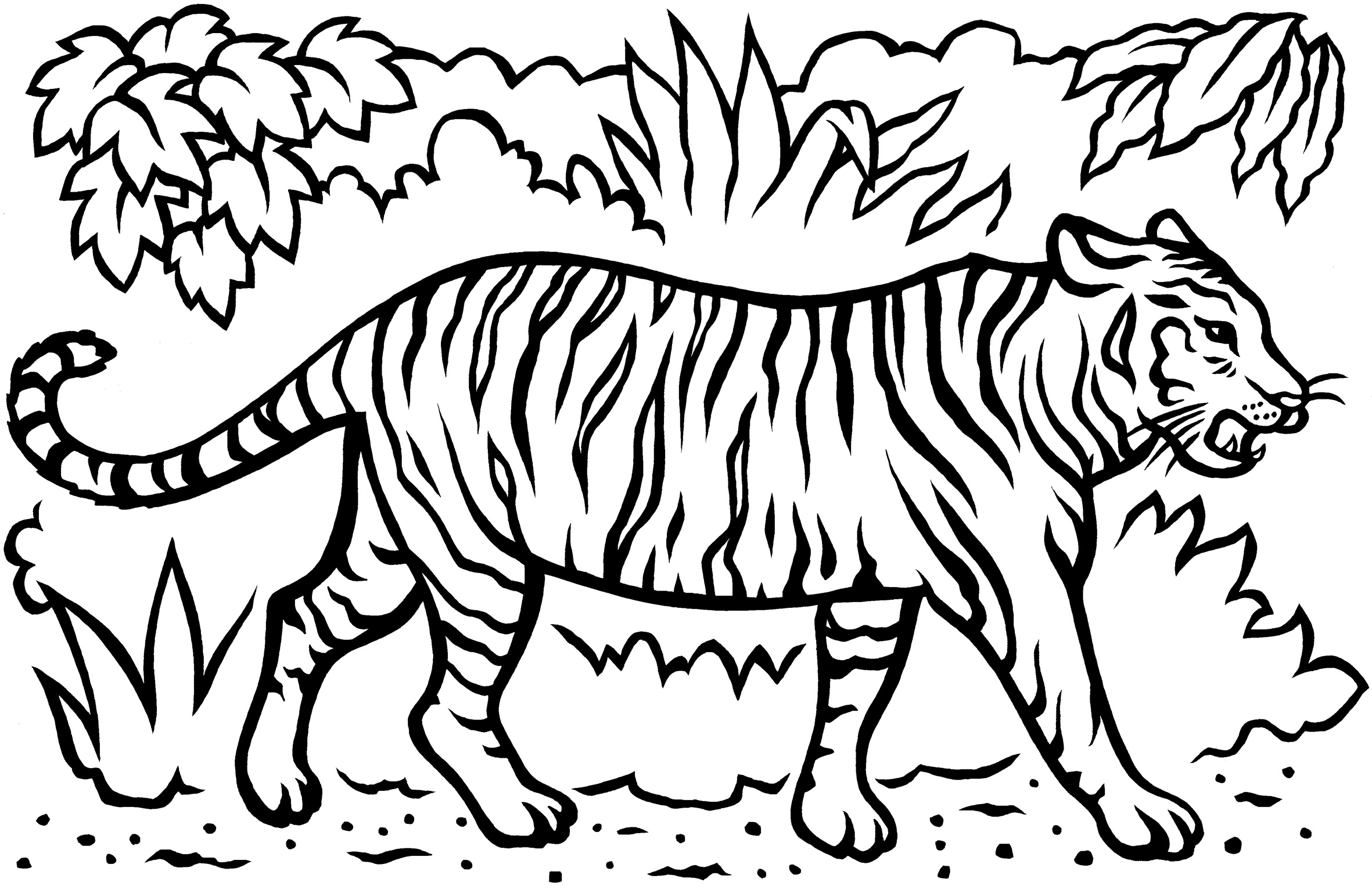 2362x1538 Edge Coloring Pages Of Tigers Tiger Page