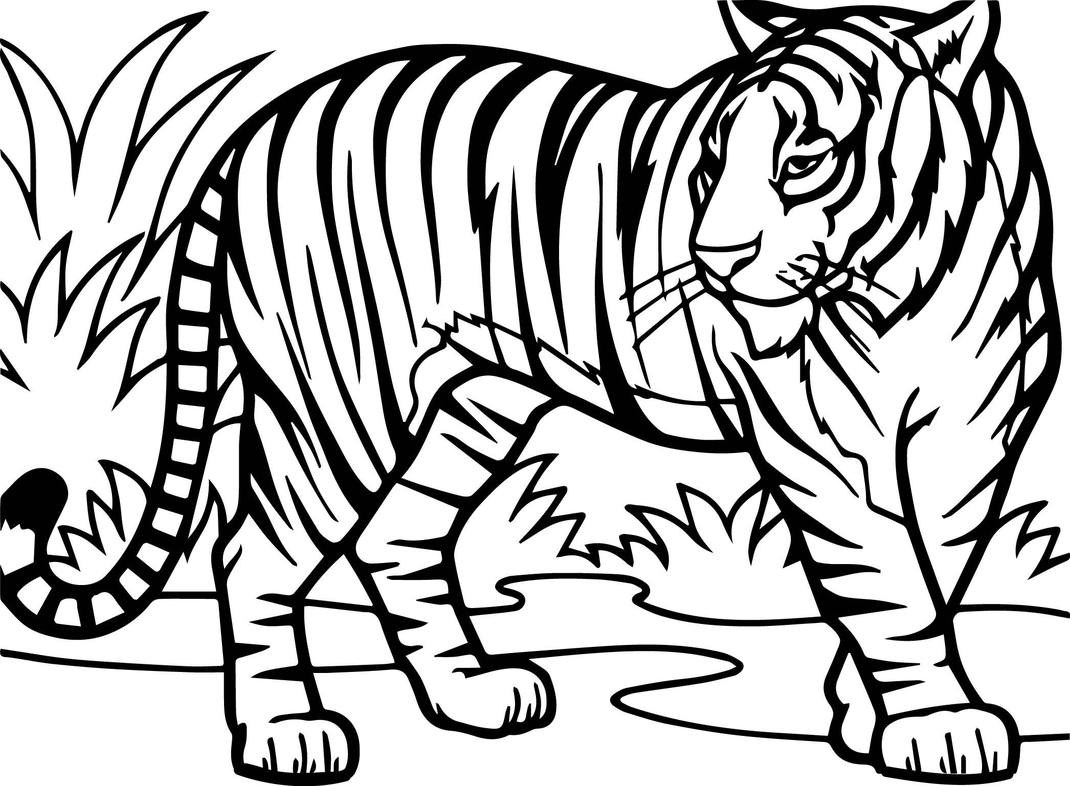 2092x1537 Fresh Tiger Coloring Page Design Printable Sheet For Alluring