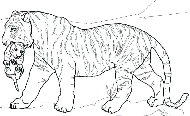 792x484 Printable Tiger Coloring Pages Printable Tiger Coloring Pages
