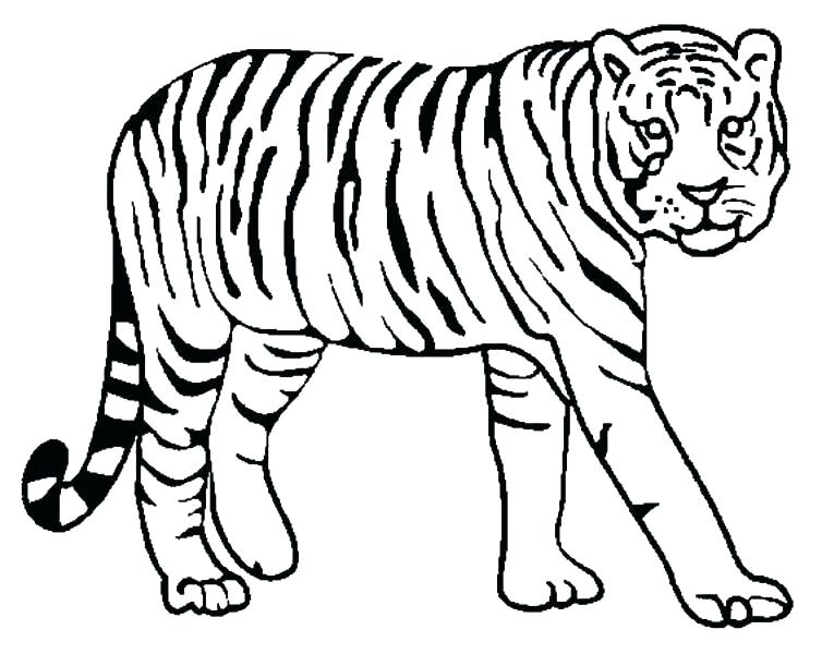 754x600 Printable Tiger Shark Pictures Kids Coloring Tiger Printable