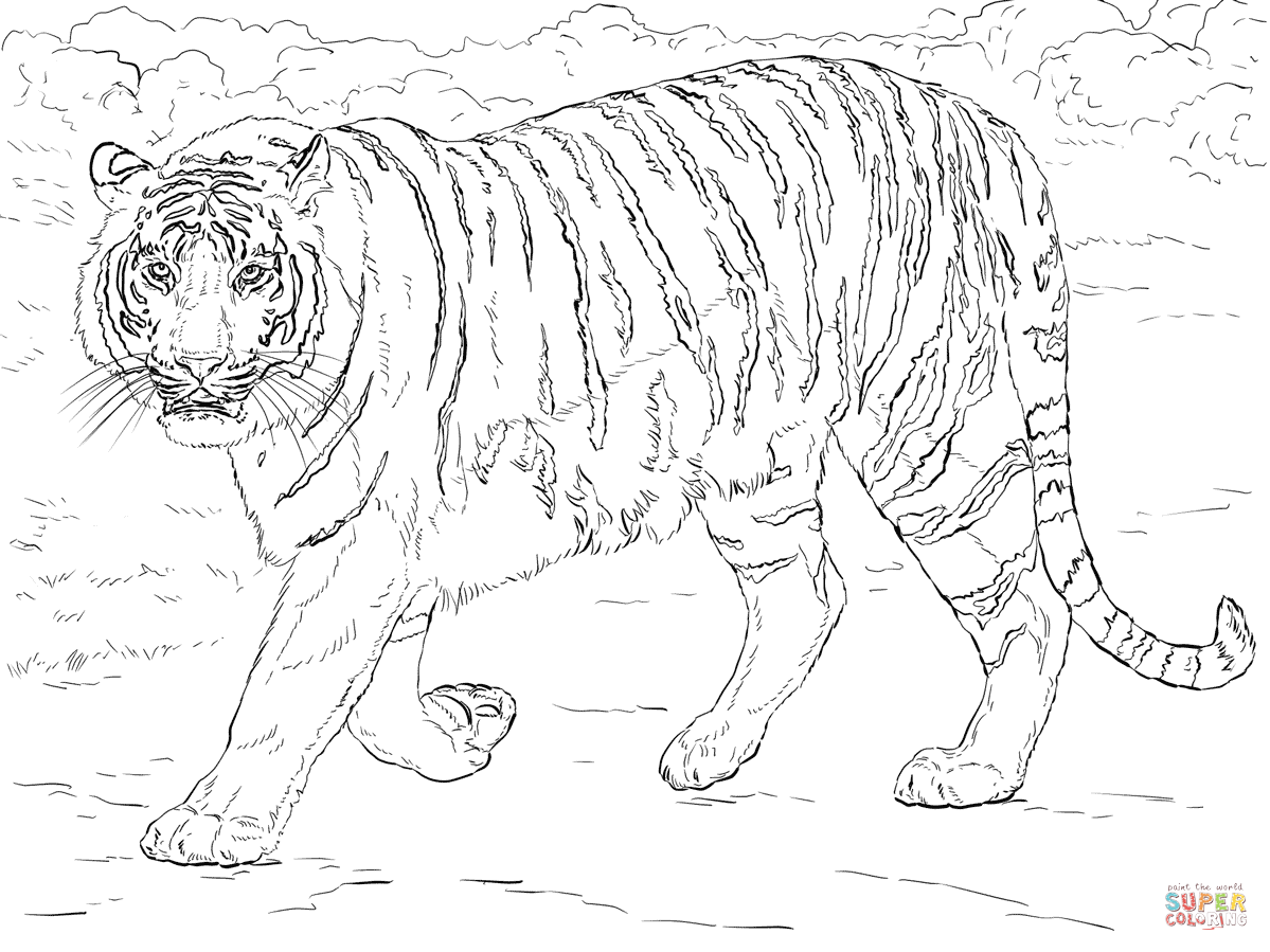 1199x899 Tigers Coloring Pages Free Coloring Pages Tiger Coloring Pages