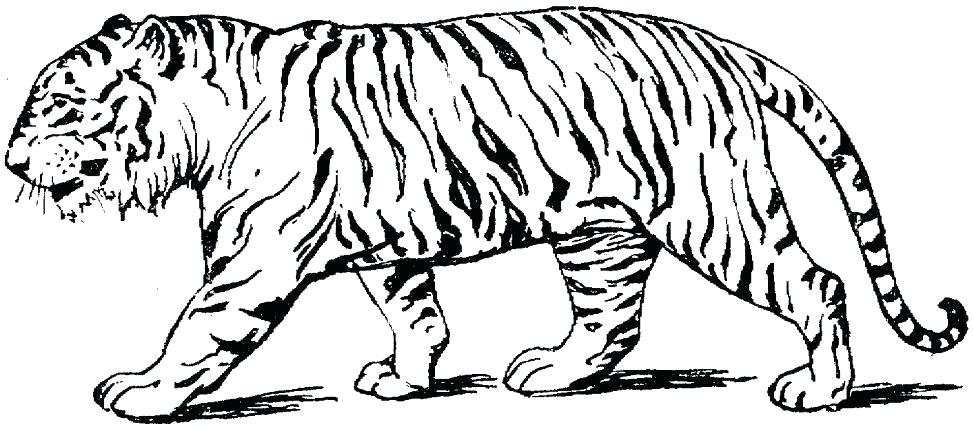 974x429 Coloring Pages Of Tigers Coloring Colouring Pages Cute Tiger Free