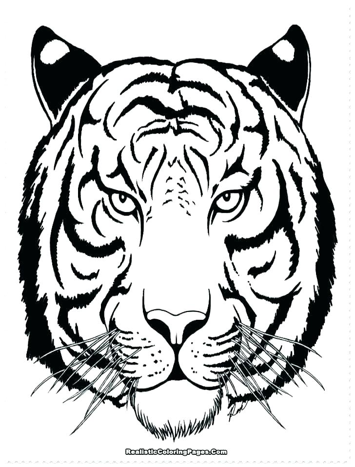 Tiger Coloring Pages at GetDrawings | Free download