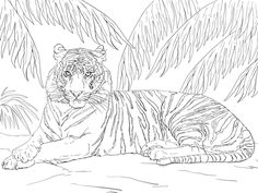 236x177 Realistic And Detailed Coloring Page Of Tiger For Older Kids