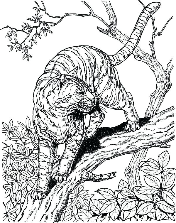 Tiger Coloring Pages For Adults at GetDrawings | Free download