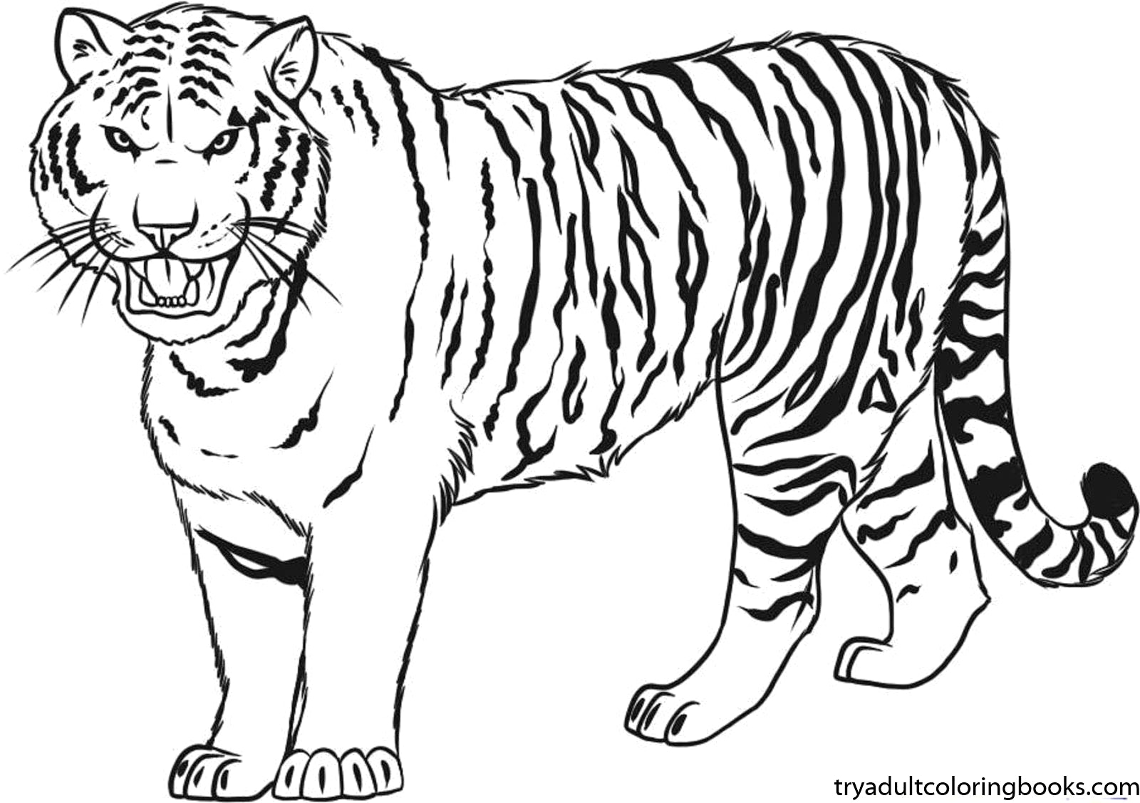 1600x1127 Tiger Coloring Pages Kiopad Fantastic Tigers Animals For Preschool