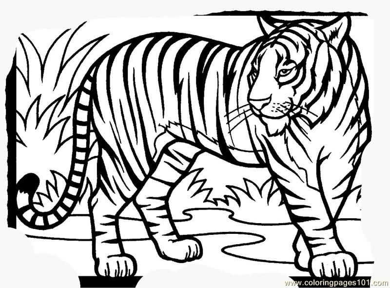 800x591 Tiger New Coloring Page