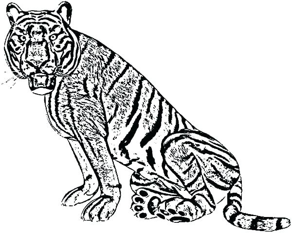 600x480 Tiger Color Pages Trend Tiger Coloring Pages About Remodel Free