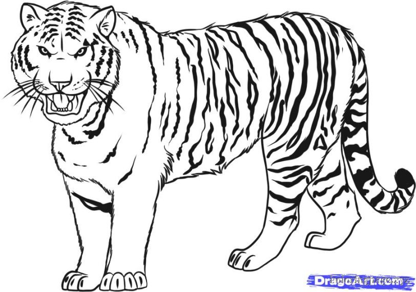 812x571 Tiger Coloring Page Angry Tiger Coloring Pages