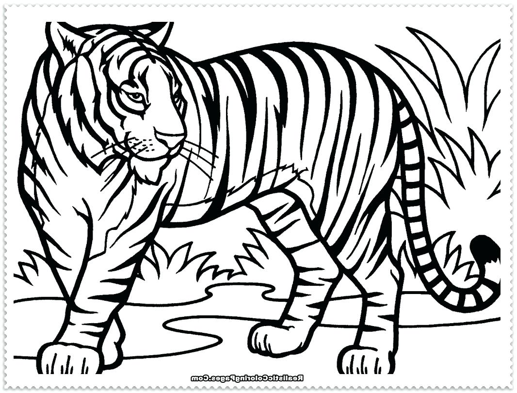 1066x810 Jaguar Car Coloring Pages To Print Tiger Book Page Kids Photo