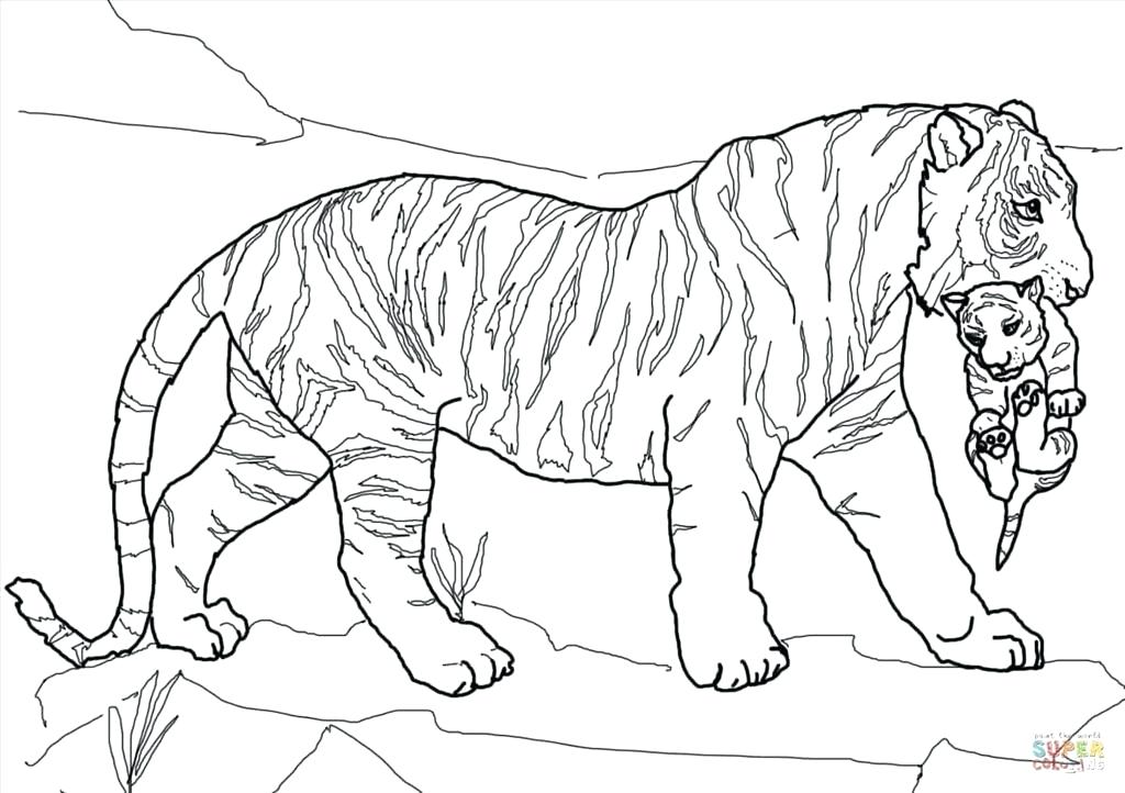 1024x722 Tiger Coloring Pages For Kids Preschool In Sweet Draw Kids Tiger