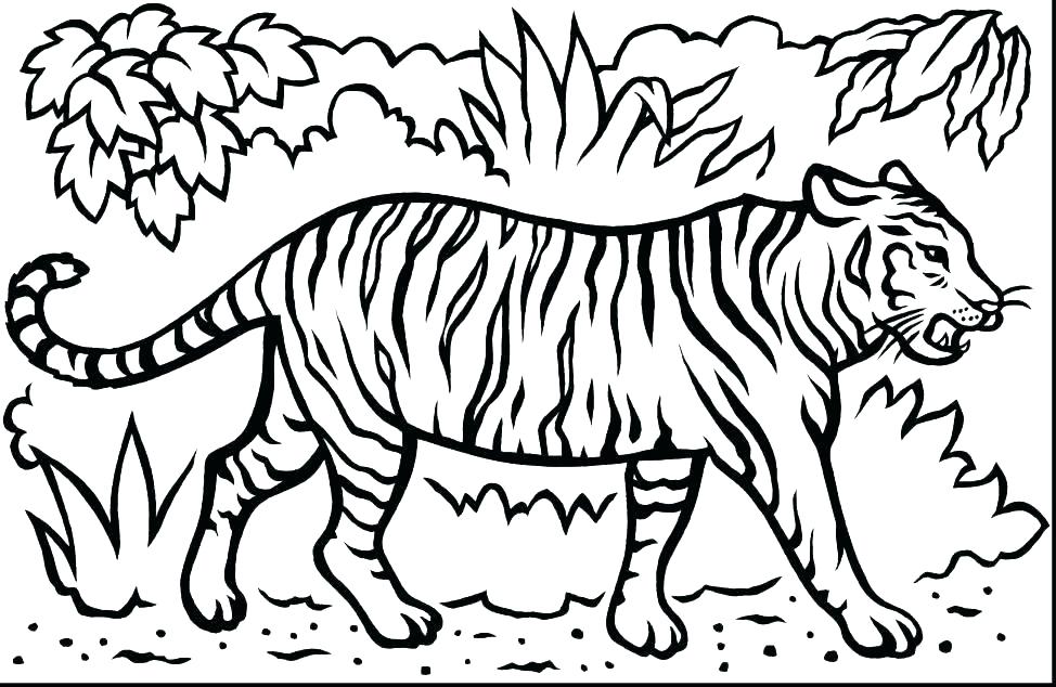 974x634 Printable Tiger Coloring Pages Tiger Coloring Pages Coloring Pages