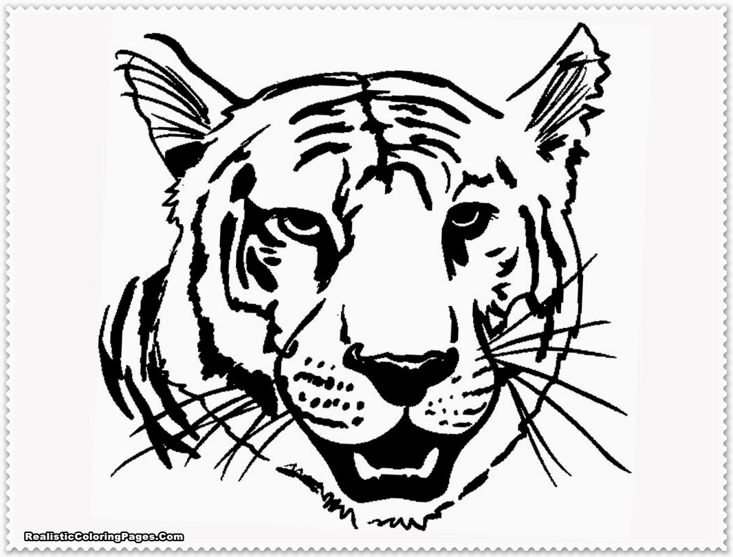 1066x810 Tiger Coloring Pages Awesome Realistic Tiger Coloring Pages Logo