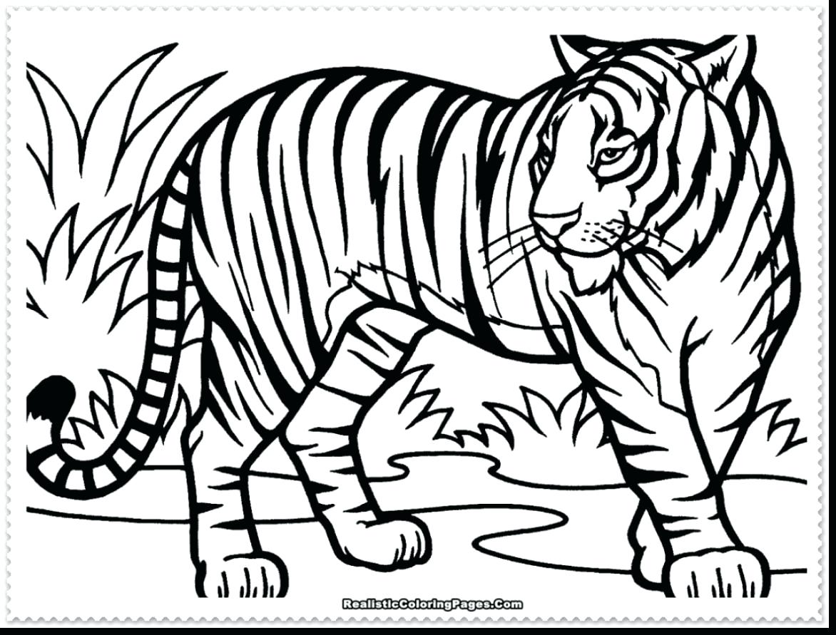 1172x891 Coloring Pages Tiger Coloring Page Cartoon Best Without Stripes