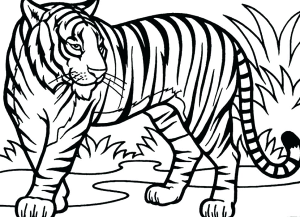 970x702 Coloring Pages Of Tigers Tiger Coloring Pages Realistic Tigers