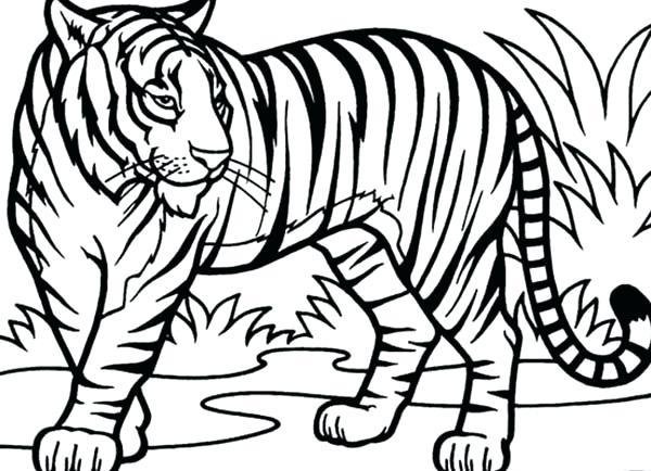 600x434 Tiger Coloring Sheet Tiger Coloring An Illustration Of Tiger