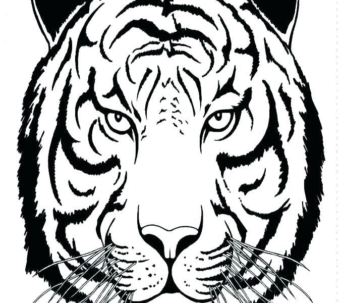 678x600 Tiger Coloring Page Or Tiger Coloring Page Tiger Lily Coloring