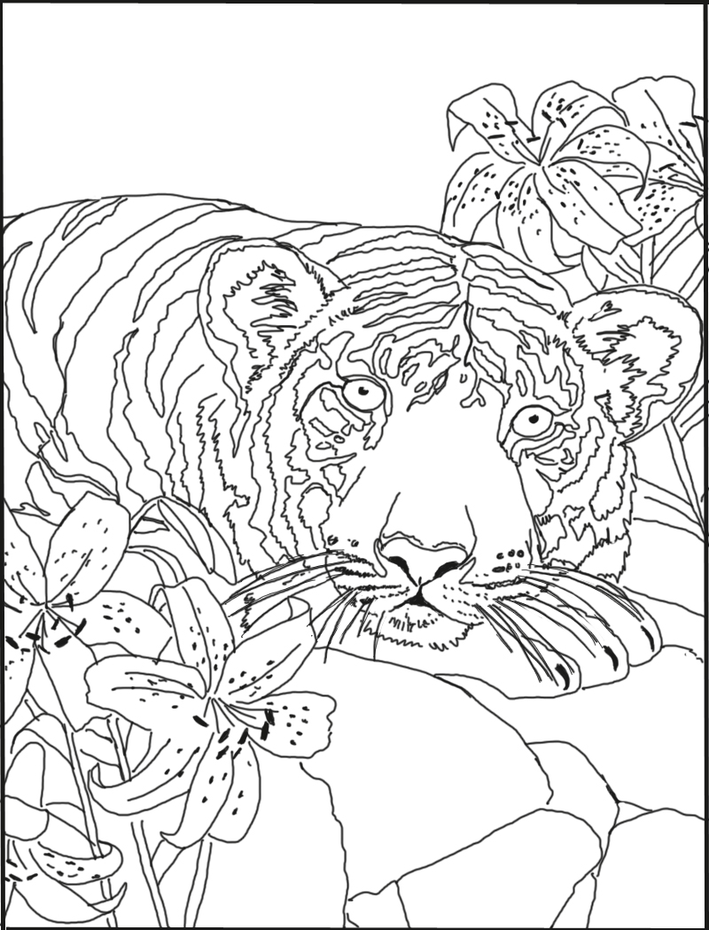800x1050 Tiger And Lily Coloring Pages To Print