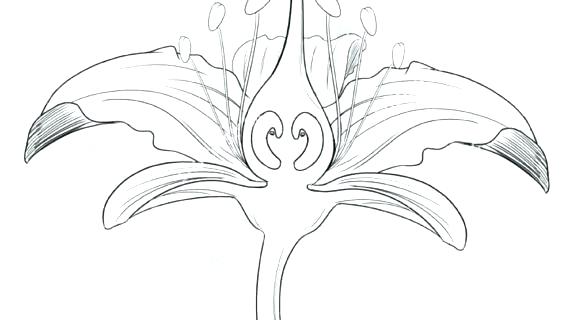 570x320 Water Lily Flower Coloring Pages Extraordinary Outline Calla Page