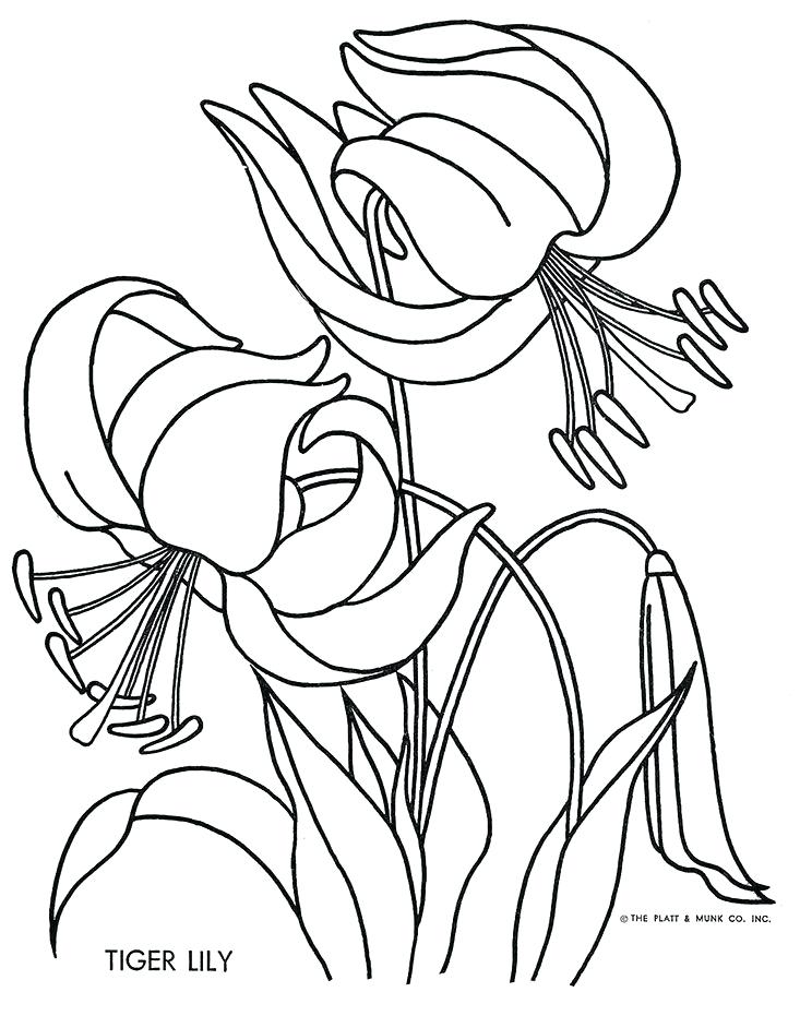 733x931 Lily Coloring Pages