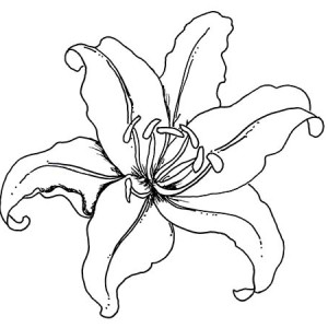 300x300 Fashionable Idea Lily Coloring Pages Flower Page Color Nimbus