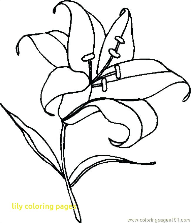 650x758 Lily Coloring Pages