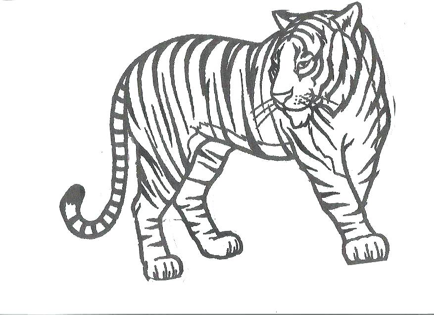 877x637 Tiger Coloring Picture Tiger Coloring Pages Perfect Design Tiger