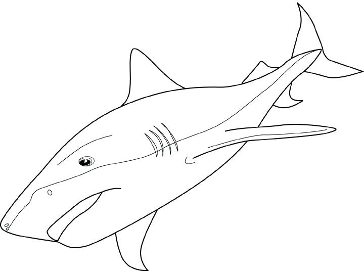 720x540 Sharks Coloring Coloring Pages Sharks Unique Printable Shark