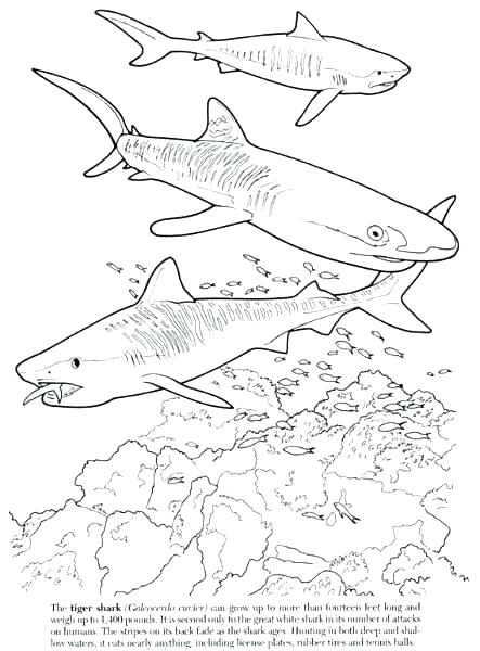 Tiger Shark Coloring Pages at GetDrawings | Free download