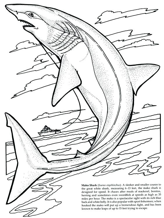 564x750 Tiger Shark Coloring Pages