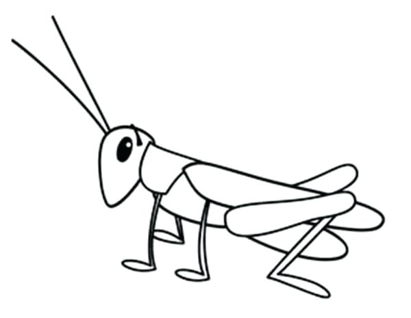 600x465 Grasshopper Coloring Pages Grasshopper Coloring Page Grasshopper
