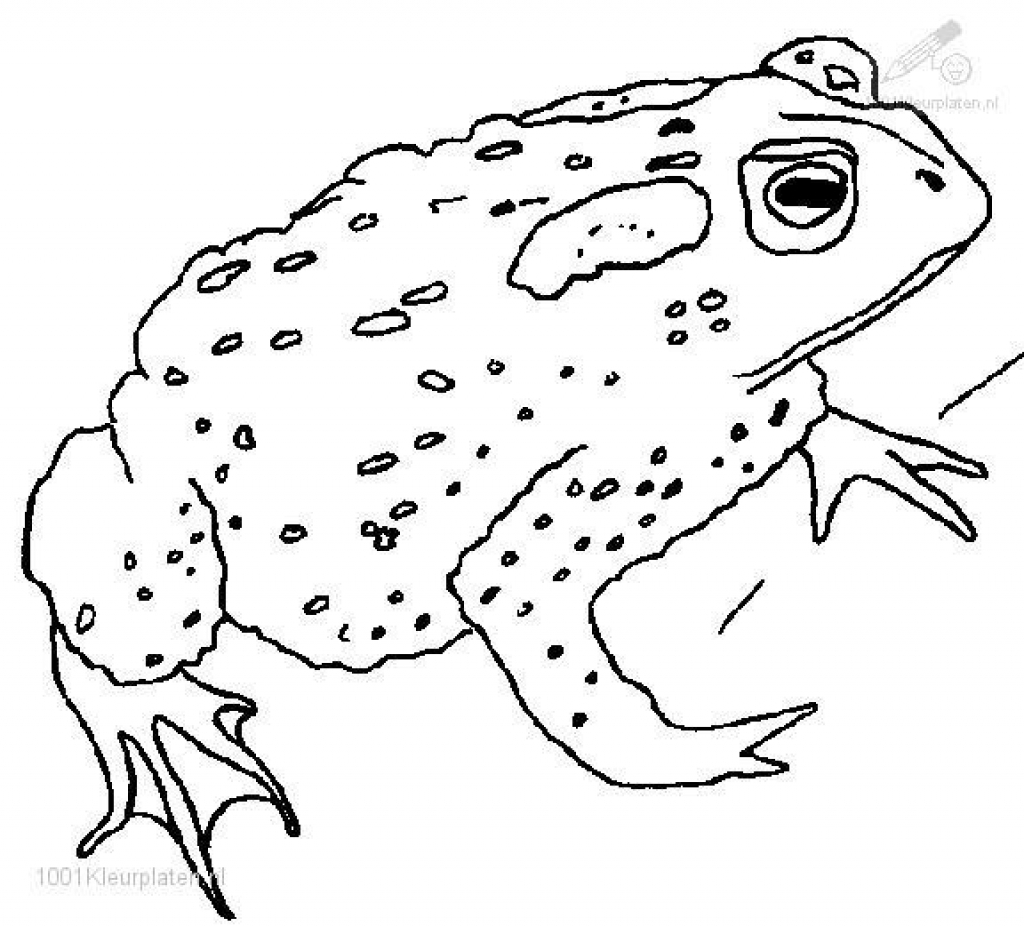 1024x926 Printable Toad Coloring Pages Me