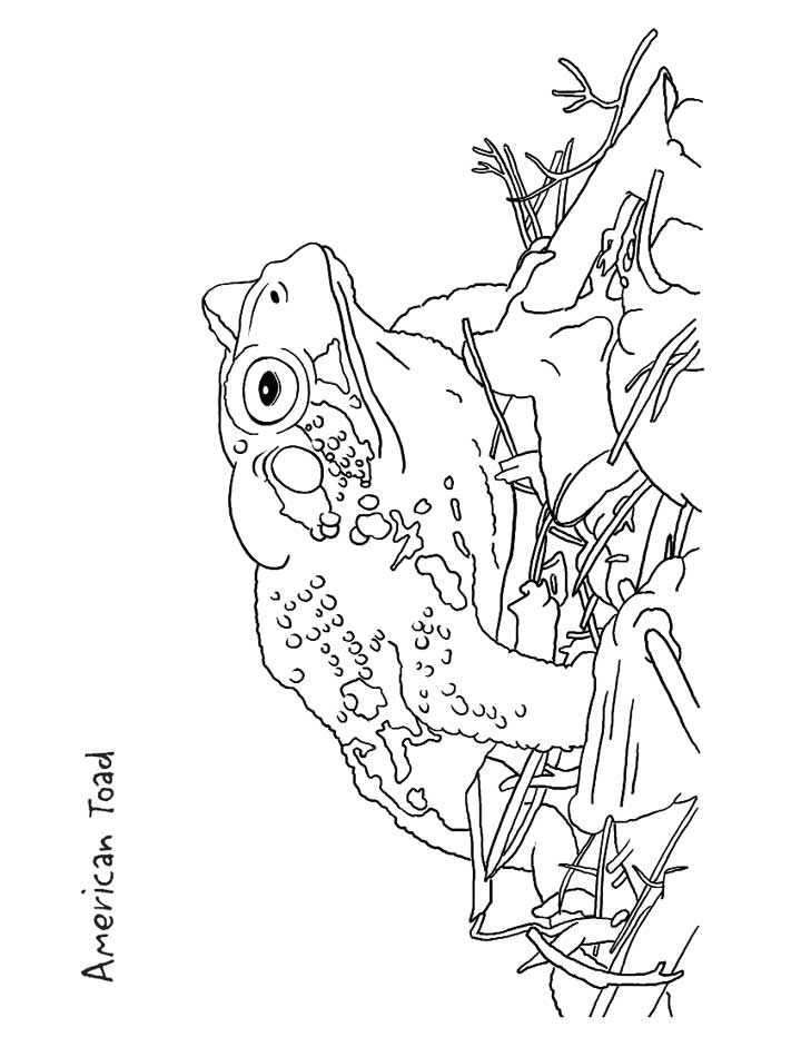 720x932 Toad Coloring Page For Kids