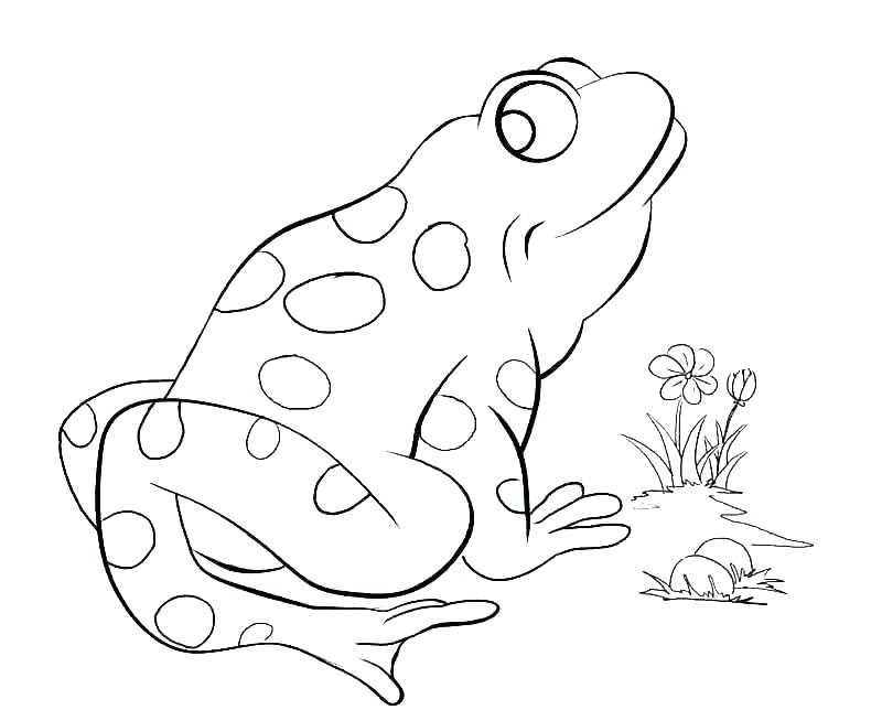 800x644 Coloring Page Of A Frog Free Frog Coloring Pages Free Frog