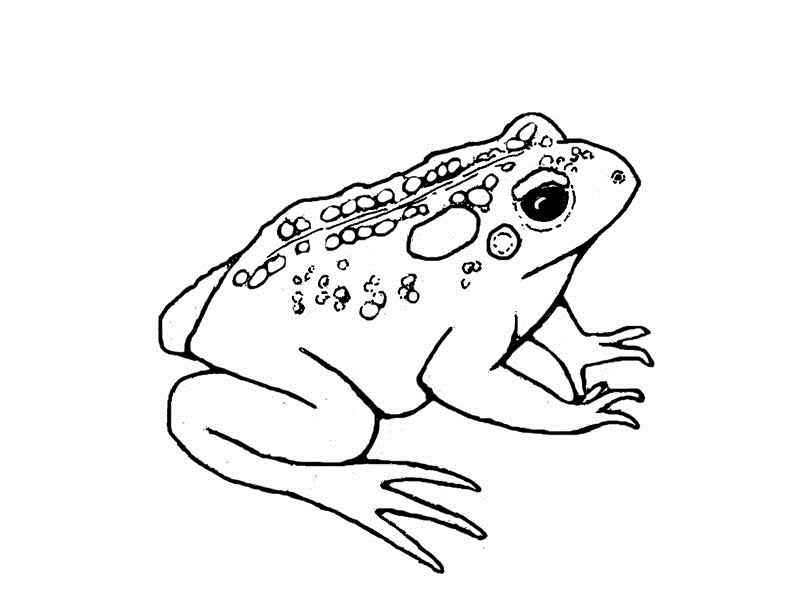 792x612 Free Printable Toad Coloring Pages For Kids