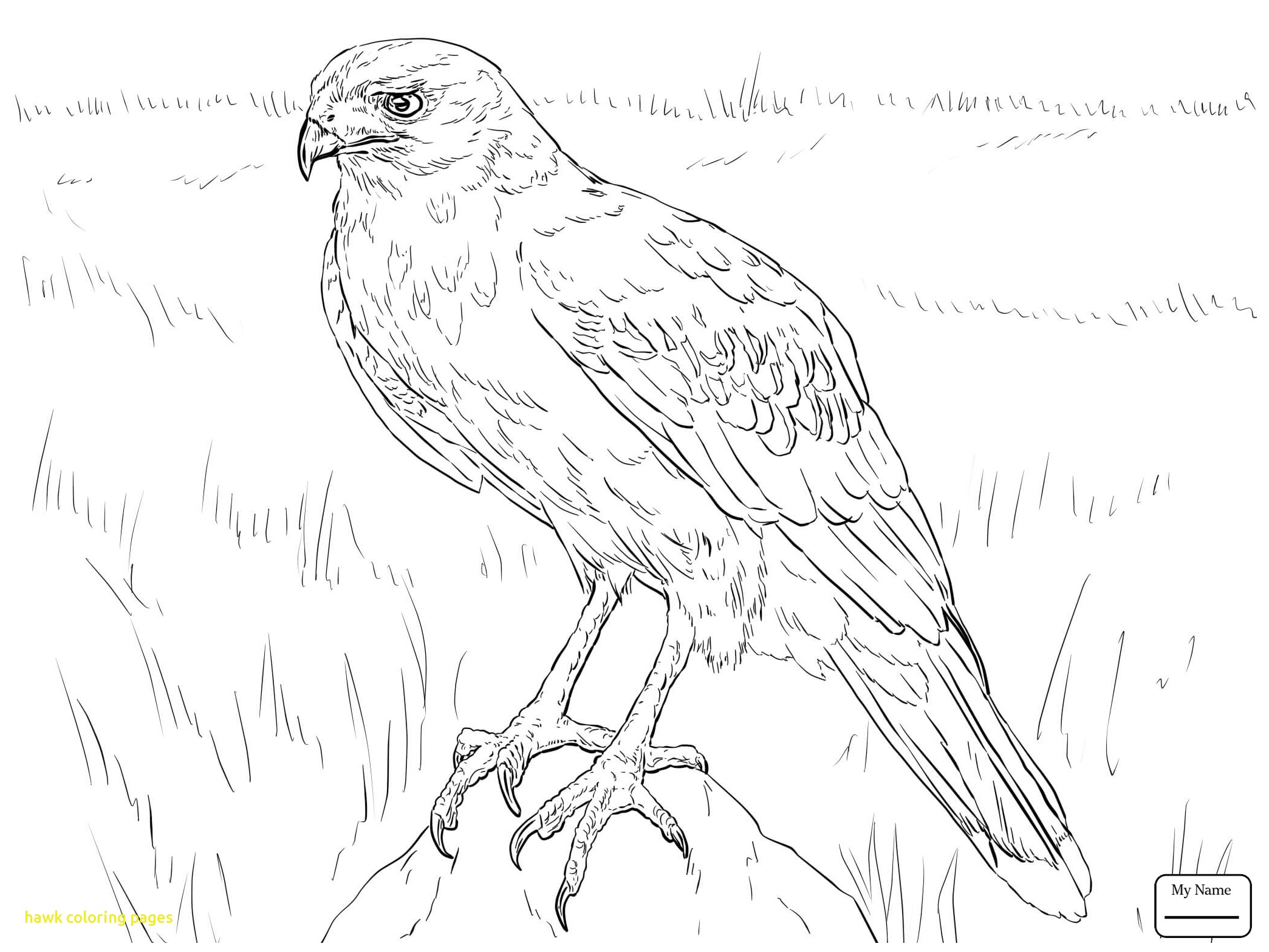 2089x1567 Hawk Coloring Pages With Hawks Birds Goshawk Coloring Pages