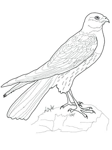 360x480 Hawk Coloring Pages Hawk Coloring Pages Harrier Hawk Coloring Page