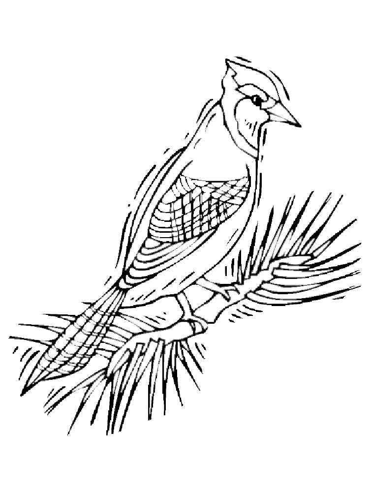 750x1000 Blue Jay Coloring Pages Download And Print Blue Jay Coloring Pages