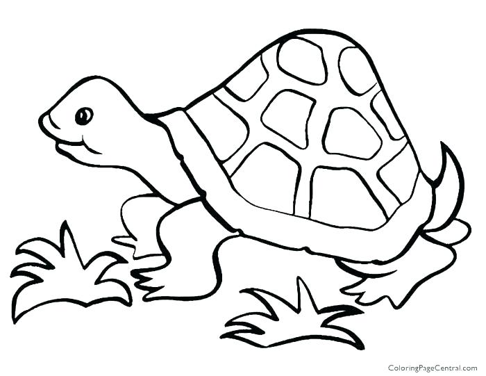 700x541 Tortoise Coloring Page Tortoise Coloring Page Free Printable